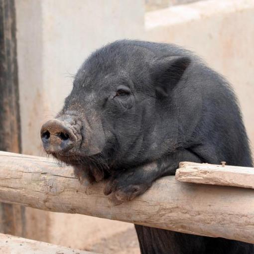 Adopter un cochon à l'occasion de la fête du Têt?